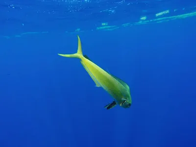 Набор морской рыбы, акула, морской окунь, дельфин, тунец. аквариум,  подводная жизнь, вектор | Премиум векторы