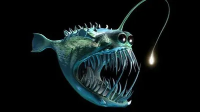 deep sea angler - Once you get really deep, the ocean has such incredible  wonders. | Ocean creatures, Deep sea creatures, Ocean animals