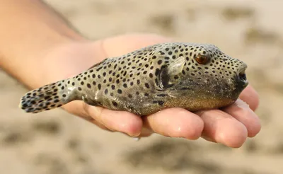 Единорог-акреихт щетинохвостый (Acreichthys tomentosus)