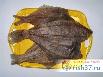 Ерш обыкновенный (Gymnocephalus cernuus) | FishingBY.com