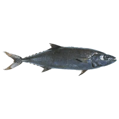 Масляная рыба (Escolar) (Lepidocybium flavobrunneum) - sharkseafoods.com