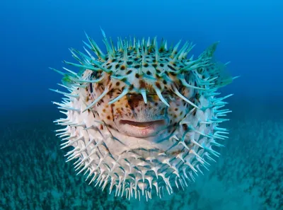 Рыба-еж, рыба-шар, иглобрюх ( porcupinefish ). Снорклинг в лагунах отеля  Hotelux, Марса Алам. - YouTube