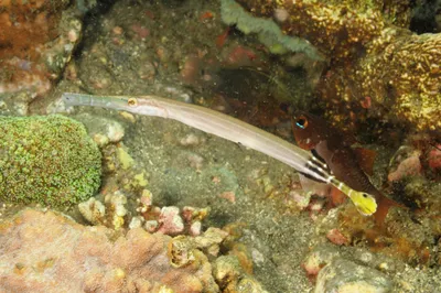 Рыба-флейта | Trumpetfish at Honeymoon Bay | Diving the Similan Islands,  Thailand - YouTube