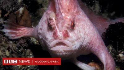 Аквариумные рыбы-ангелы – уход и содержание, описание, размножение, фото