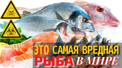 Двузубые — Википедия