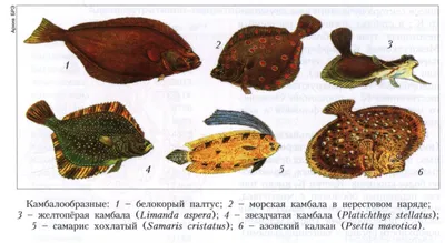 Рыба Черного моря, и с чем её едят - ЯПлакалъ