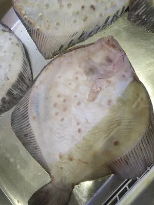 🐟 Камбала цена за 1 кг в Симферополе от 290 руб, купить свежемороженную  камбалу — интернет-магазин Дикоед