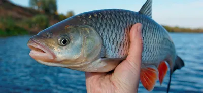 Ловля голавля на Ахтубе — особенности рыбалки на Ахтубе: как и на что  ловить голавля