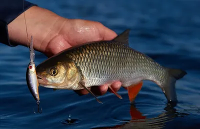 Squalius cephalus (Голавль обыкновенный) | ВСЕ О ПРЕСНОВОДНЫХ РЫБАХ