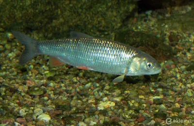 Синеголовый голавль: Индейцы считали, что эта рыба ест камни. На