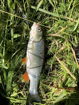 Как приятно ловить эту рыбу после зимы | Пикабу