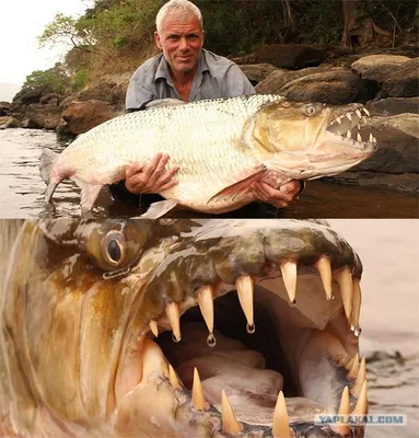 Флорида » Групер голиаф (Grouper, Goliath, Epinephelus itajara)