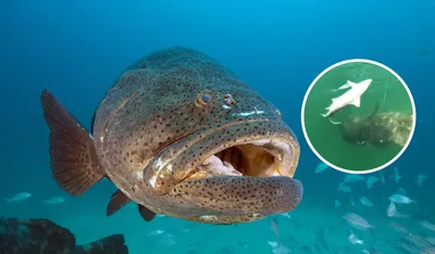 BIG TIGER FISH: Goliath-river monster! Fish that eats crocodiles | facts  about predatory fish - YouTube