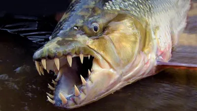 Goliath tiger fish: African crocodile-eating megapiranha - pikabu.monster