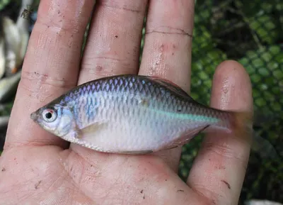 Горчак обыкновенный (Rhodeus sericeus) | FishingBY.com