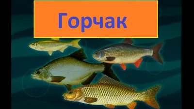 8. Амурский горчак. Rhodeus sericeus sericeus. Горчак лайта.  Pseudoperilampus lighti amurensis. Ханкинский горчак. Acheilognathus  chankaensis. Колючий горчак. Acanthorhodeus asmussi [1986 - - Пестрый мир  аквариума. Выпуск 5. Карповые]