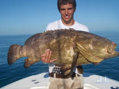 Коста-Рика » Групер голиаф (Grouper, Goliath, Epinephelus itajara)