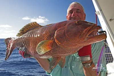 Групер индоокеанский малоглазый (Epinephelus lanceolatus). - Биология и  содержание морских рыб - МОРСКОЙ АКВАРИУМ - форум Аква Лого