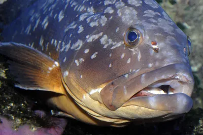 Флорида » Групер красный (Grouper, Red, Epinephelus morio)