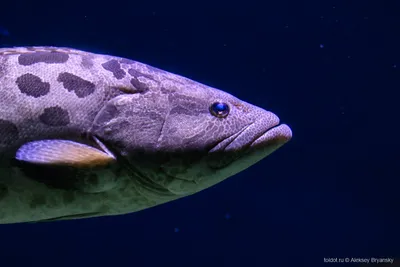 Картофельный групер — Potato grouper (лат. Epinephelus tukula), Красное  море ⋆ Фотографии ⋆ Путешествия с Fresh Trip