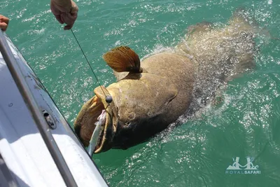 Флорида » Групер голиаф (Grouper, Goliath, Epinephelus itajara)