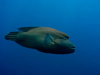 Рыба-Наполеон, или губан Маори | Underwater world, Fish pet, Pets