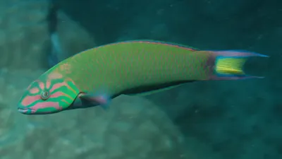 Наполеон Рыба, Humphead Губан (Cheilinus Undulatus) В Ocean Blue, Мальдивы  Фотография, картинки, изображения и сток-фотография без роялти. Image  66471467