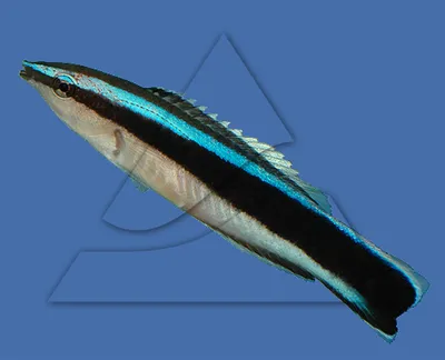 Губан Наоки Naoko's fairy wrasse (Male)