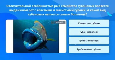 Рыбки губаны – уход и содержание, описание, размножение, фото