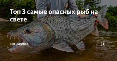 Сом Гунч | By fishinfo_o | Facebook