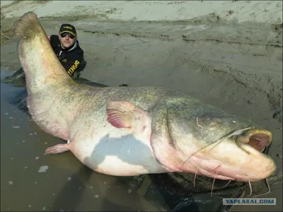 Western Ramganga River - Goonch Fishing Trip