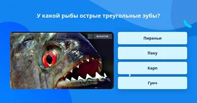 Где обитает жуткий сом Багарий, который не прочь поохотиться на человека |  Vivos Terra | Дзен