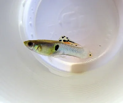 1 PAIR - Live Aquarium Guppy Fish High Quality - Albino Blue Topaz - USA  SELLER | eBay