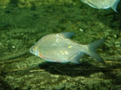 Густера вяленая — Рыбоеды