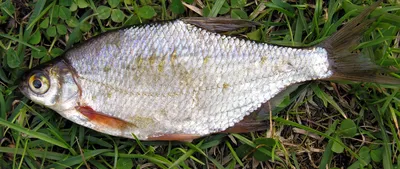 Рыба густера: о чем следует знать рыболову