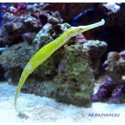 Рыба игла Corythoichthys intestinalis