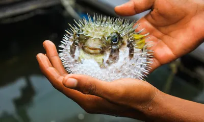 Waterwanted.ru - Puffer fish and two remora fish (Рыба-иглобрюх и два рыбы-прилипалы)  Khao Lak, Thailand (Као Лак, Таиланд) | Facebook