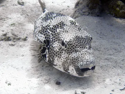 Рыба-еж, рыба-шар, иглобрюх ( porcupinefish ). Снорклинг в лагунах отеля  Hotelux, Марса Алам. - YouTube