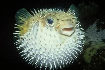 Красивые Pufferfish или Globefish с шипами. Японские круглые рыбы или  иглобрюх Pfuffer. По-детски цветной плоский вектор карикатур Иллюстрация  вектора - иллюстрации насчитывающей японско, ребенок: 212980275