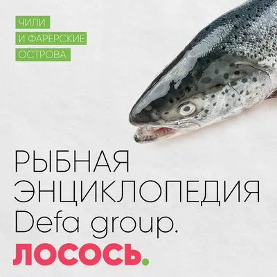 Кахавай не разделанная (австралийский лосось) купить в СПБ по цене 2250 руб