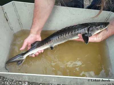 🐟 Купить пикшу в Томске по цене за 1кг от 350 руб - свежемороженая рыба в  интернет-магазине Дикоед