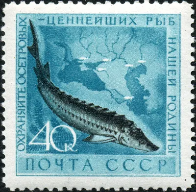 Осетр для пруда - купить, цена в Минске - fish-city