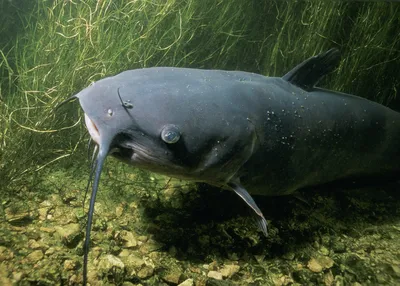 🐟❄️ Купить сельдь в Ульяновске: цена за 1 кг мороженой селедки от 310 руб  — Дикоед