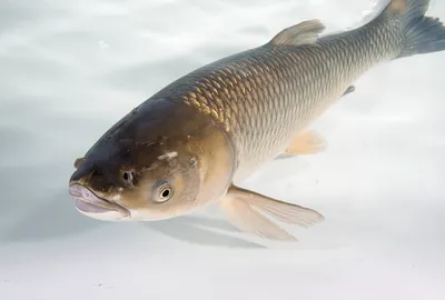 🐟 Ледяная рыба купить в Москве по цене за 1 кг от 1350 руб —  интернет-магазин Дикоед