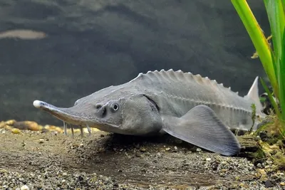 Осетр для пруда - купить, цена в Минске - fish-city