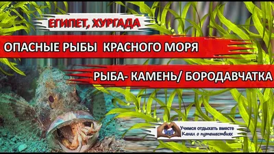 Необычная рыба-камень: опасность на дне моря (5 фото)