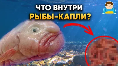 My Fishing World - Рыба капля секреты как поймать | Часть - 28 - YouTube