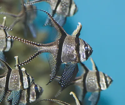 File:Banggai cardinal fish.jpg - Wikipedia