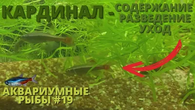 Карликовый вьетнамский кардинал - Tanichthys micagemmae - Рыбки - Nano Fish