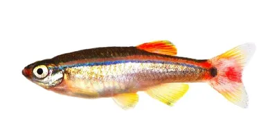 Кардинал (Tanichthys albonubes) | содержание, разведение